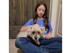 Adopt Josie “Sarah Jayne” a White Schnauzer (Standard) / Poodle (Standard) /