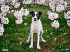 Adopt MOO a Mixed Breed