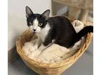 Adopt Sophie a Domestic Short Hair
