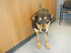 Adopt TAWNEY a German Shepherd Dog, Rottweiler