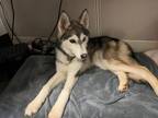 Adopt HOPE a Husky