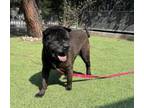Adopt FEA a Shar-Pei