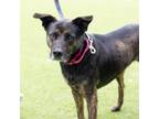 Adopt BAILEY a Australian Cattle Dog / Blue Heeler, Labrador Retriever