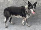 Adopt CORA a Australian Cattle Dog / Blue Heeler