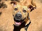 Adopt LUNA a American Staffordshire Terrier, Mixed Breed