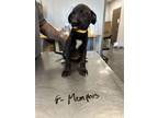 Adopt MEMPHIS a Labrador Retriever, Mixed Breed