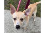 Adopt Salem a Labrador Retriever, Australian Shepherd