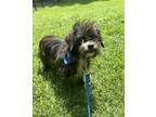 Adopt Sasha a Pekingese, Shih Tzu