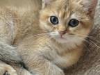 Lovable Usher British Shorthair Kitten