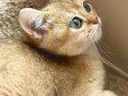 Enchanting Uzzo British Shorthair Kitten