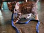 Purebred Bengal Kitten