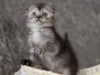 Stesha Scottish Fold Female Black Smoke