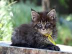 Toshka Maine Coon Male Black Spotted Tabby