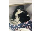 Adopt Chips a Domestic Short Hair
