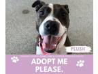 Adopt PLUSH a Pit Bull Terrier