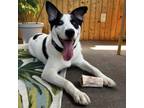 Adopt Biscoff D16551 a Australian Cattle Dog / Blue Heeler