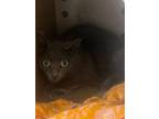 Adopt BESSIE a Russian Blue, Domestic Short Hair