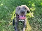 Adopt EMERALD a Pit Bull Terrier, Mixed Breed