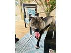 Adopt DAISY a Pit Bull Terrier, Mixed Breed