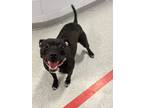 Adopt Tina a Affenpinscher, Mixed Breed
