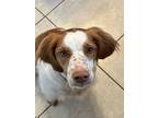 Adopt NJ/(GA)Remy a Brittany Spaniel