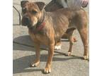 Adopt Jinyu a Shar-Pei, Beagle