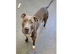 Adopt GOSSIP a Pit Bull Terrier