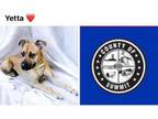 Adopt YETTA a Boxer, Black Mouth Cur