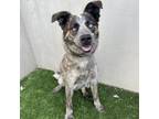 Adopt Dublin a Australian Cattle Dog / Blue Heeler, Mixed Breed