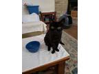 Adopt BABY a Domestic Short Hair