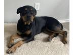 Adopt RUBY a Rottweiler