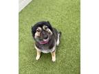 Adopt MARLEY a Pomeranian, German Shepherd Dog