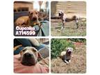 Adopt CUPCAKE a Shar-Pei