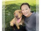American Pit Bull Terrier Mix DOG FOR ADOPTION RGADN-1095853 - Cooper - Pit Bull