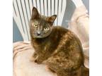Adopt Libby a Domestic Short Hair