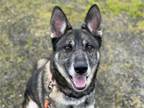 Adopt HILDE a German Shepherd Dog