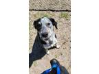 Adopt PEACH a Australian Cattle Dog / Blue Heeler