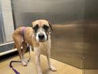 Adopt BELLA a Pointer, Mixed Breed
