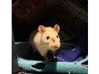 Adopt Snow a Rat