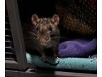 Adopt Liz Taylor a Rat
