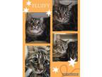 Adopt Fluffy a Domestic Long Hair