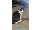 Adopt Spots a Domestic Medium Hair