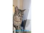 Adopt Sally a Domestic Short Hair