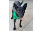 Adopt Gypsy Tostada a Labrador Retriever, Australian Cattle Dog / Blue Heeler