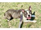 Adopt Josie Mae a Boston Terrier