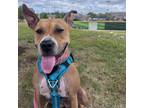 Adopt Mercury (mom) a Basenji, Boxer