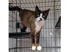Adopt Pepper a Siamese, Domestic Short Hair