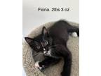 Adopt Finn a Bombay