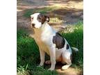 Adopt Katniss a Pit Bull Terrier, Australian Shepherd