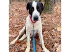 Adopt Leesa a Mixed Breed